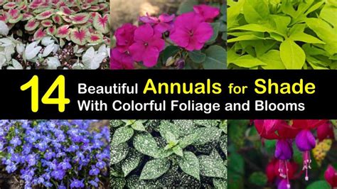 beautiful annuals  shade  colorful foliage  blooms