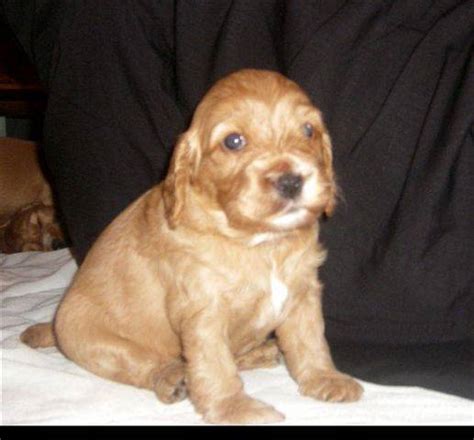 Spoodle Puppies For Sale Just In Time For Christmas For