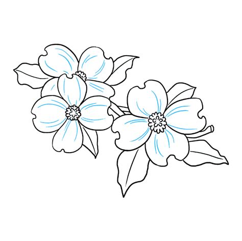 draw dogwood flowers  easy drawing tutorial flower