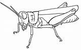 Grasshopper Coloring Pages Drawing Kids Printable Color Line Nice Getdrawings Getcolorings sketch template
