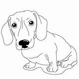 Dachshund Coloring Pages Drawing Dog Dachshunds Draw Drawings Kids Printable Cliparts Cartoon Lessons Color Disegnare Disegni Animali Clipart Animals Breed sketch template