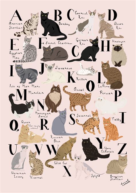 cat alphabet print    cats illustrated cat breeds cat etsy uk