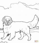 Spaniel Clumber Springer Redbone Coloringpagesonly Supercoloring sketch template