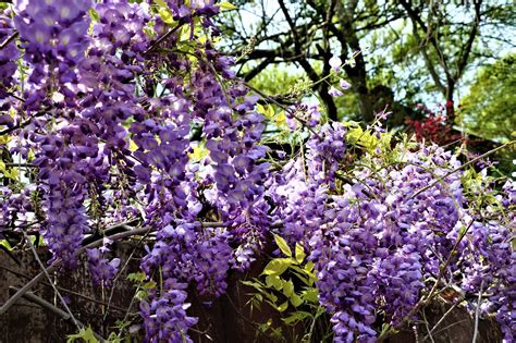french country   twist  beauty  wisteria   home