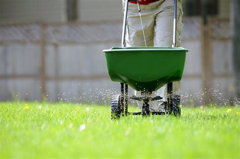 steps    fertilize lawn perfectly  green hand