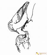 Nuthatch sketch template