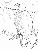 Coloring Eagle Pages Kids Bald Printable Bestcoloringpagesforkids sketch template