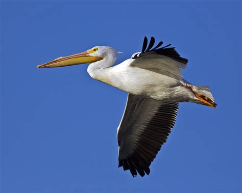 scott evers photography pelicans