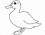 Duck Coloring Pages Printable Kids Animals Animal Drawing sketch template