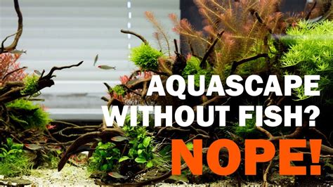 aquascape  fish nope aquarium plants  beautiful