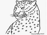 Cheetah Mewarnai Hidung Titan sketch template