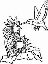 Hummingbird Coloring Pages Printable Hummingbirds Sunflower Sunflowers Flower Supercoloring Flowers Birds Color Print Sheets Bird Adult Drawing Book Clipartmag Getdrawings sketch template
