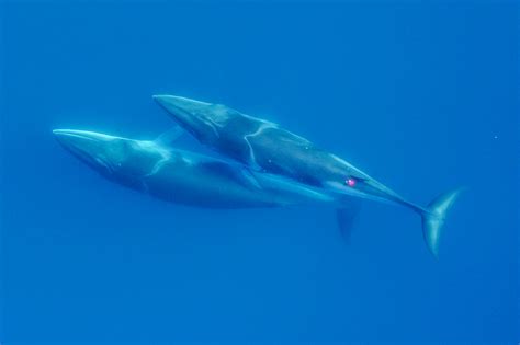 antarctic minke whale geospatial ecology  marine megafauna laboratory
