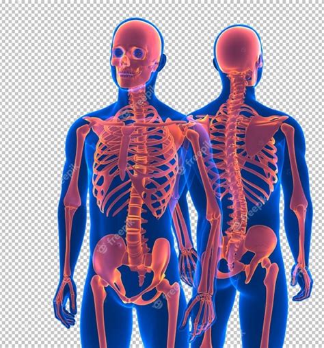 Male Anatomy Diagram Back View Human Body Anatomy Male Body Front