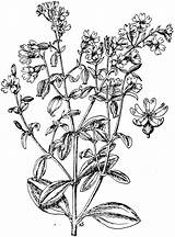 Silene Etc Clipart Pendula Original sketch template