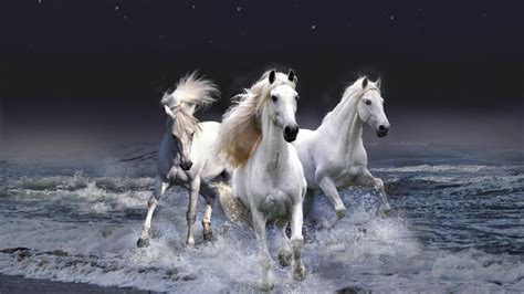 white horses    hdtv wallpaper