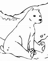 Bear Polar Coloring Pages Animals Arctic Tundra Cute Color Hare Baby Printable Drawing Outline Kids Template Bears Drawings Realistic Cub sketch template