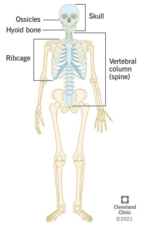 axial skeleton  bones    results  axial
