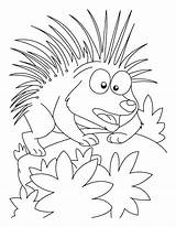 Porcupine Coloring Pages Attacking Mood Printable Template Cartoon Getcolorings Kids sketch template