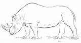 Rhino Coloring Pages African Rhinos Rhinoceros Printable Drawing Categories sketch template