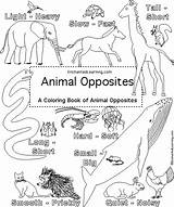 Pages Cover Opposites Coloring Kindergarten Worksheets Enchantedlearning Animal Learning Book Template Enchanted Estimate Subscribers 1st Grade Level Crafts Books sketch template