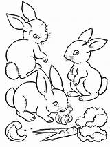 Coloring Pages Realistic Bunny Getcolorings sketch template
