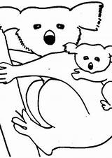 Koala Coloring Pages Koalas Color Animal Baby Sheet Animals Drawing Kids Printable Clipart Bear Print Panda Wombat Clipartbest Getdrawings Popular sketch template