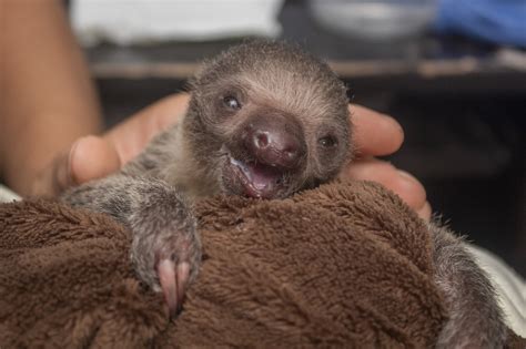 baby sloth  rejected   mum   clings   sloth blanket