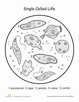 Organisms Celled Biology Reino Paramecium Kingdoms Monera Answers Protista Biologia Grade Photosynthesis Lire 6th Interactive sketch template