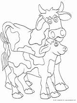 Cow Calf Coloring Pages Kinderart Print Pdf Size Getcolorings Printable sketch template