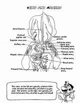 Coloring Anatomy Pages Book Printable Veins Arteries Kids Mario Cool Heart Diagram Doctor Courtroom Physiology Color Volcano Books Sheets Library sketch template