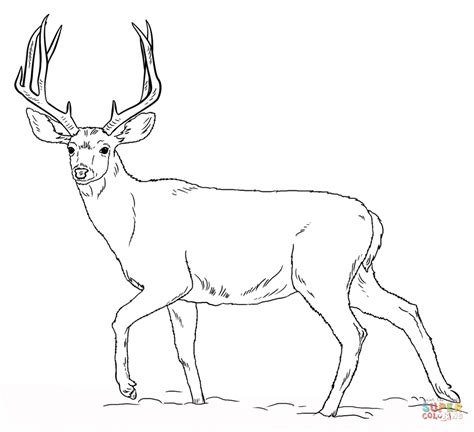 deer coloring pages printable   deer coloring pages
