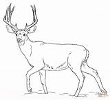 Coloring Deer Mule Pages Buck Printable Drawing Paper Draw sketch template