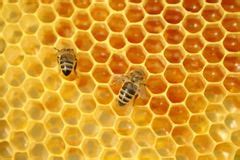 bijen binnen bijenkorf stock foto afbeelding bestaande uit levensstijl