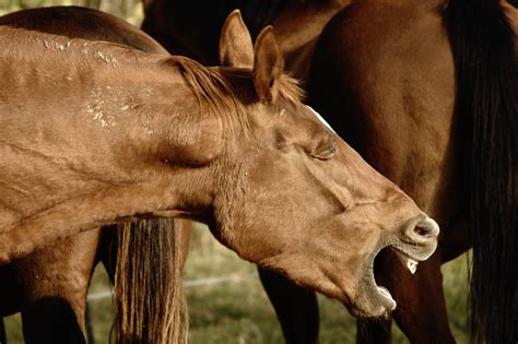 ways   horses  heaves