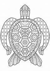 Turtle Coloring Pages Adults Abstract Turtles Zen Template sketch template