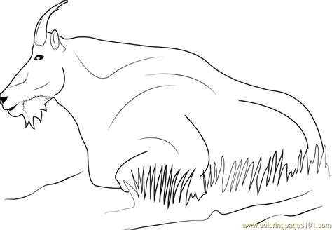 mountain goat coloring page  kids  goat printable coloring
