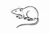 Coloring Rat Rats Printable Pages sketch template