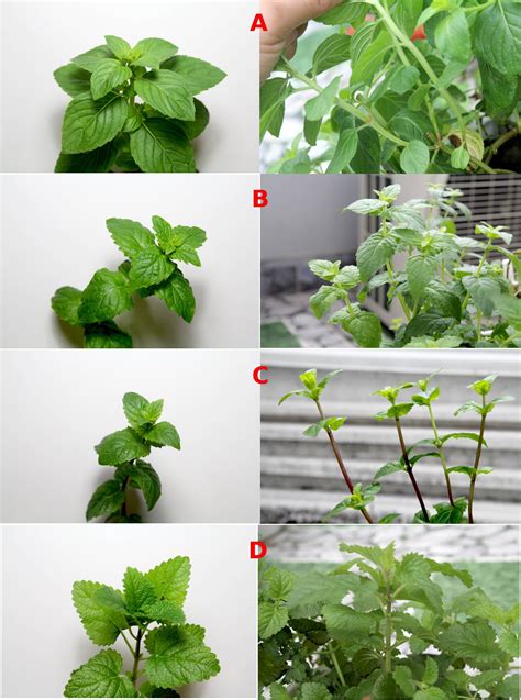 identification identifying types  mints   garden gardening landscaping stack exchange