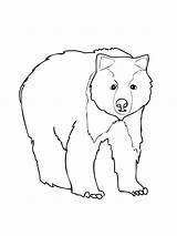 Bear Coloring Pages Brown Grizzly Printable Color Kids Print Corduroy Face Do Animal American Drawing Màu Tô Template Polar Bé sketch template