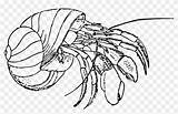 Crab Hermit Colouring Crabs Kindpng Clipartkey Pngkey sketch template