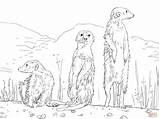 Coloring Meerkats Pages Meerkat Printable Three Cute Kids Drawing Animals Online Super Adult sketch template