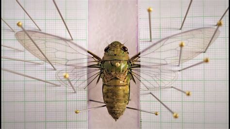 How To Pin A Cicada Youtube