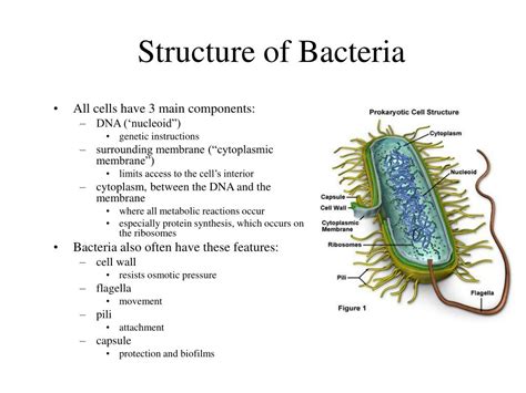 bacterial structure powerpoint  id
