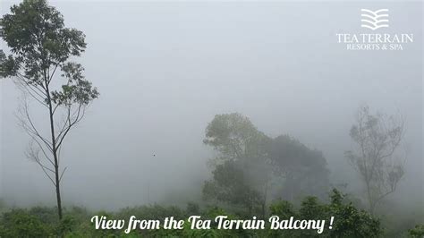 gallery tea terrain