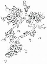 Blossom Cherry Coloring Tree Drawing Blossoms Flower Japanese Flowers Tattoo Pages Sketch Drawings Outline Trees Printable Color Sketches Step Tattoos sketch template