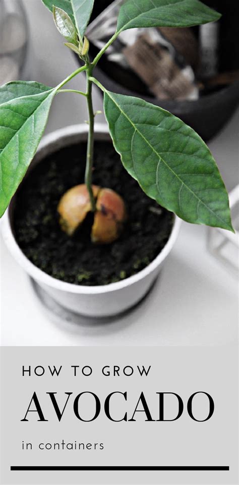 How To Grow Avocado In Containers Grow Avocado Avocado Avocado Tree