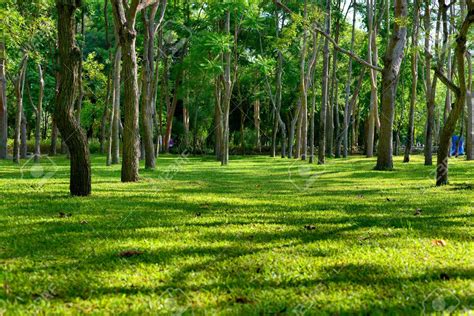 beautiful green grassy area  shade trees   park