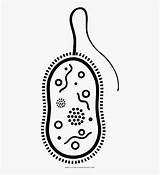 Bacteria Coloring Oval Frames Cute Clipart Clipartkey sketch template
