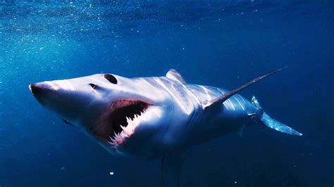 bbc  shark shortfin mako shark